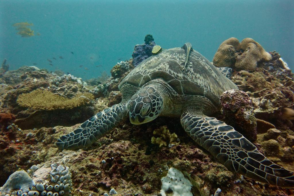 Perhentian Island Resort Ngoại thất bức ảnh