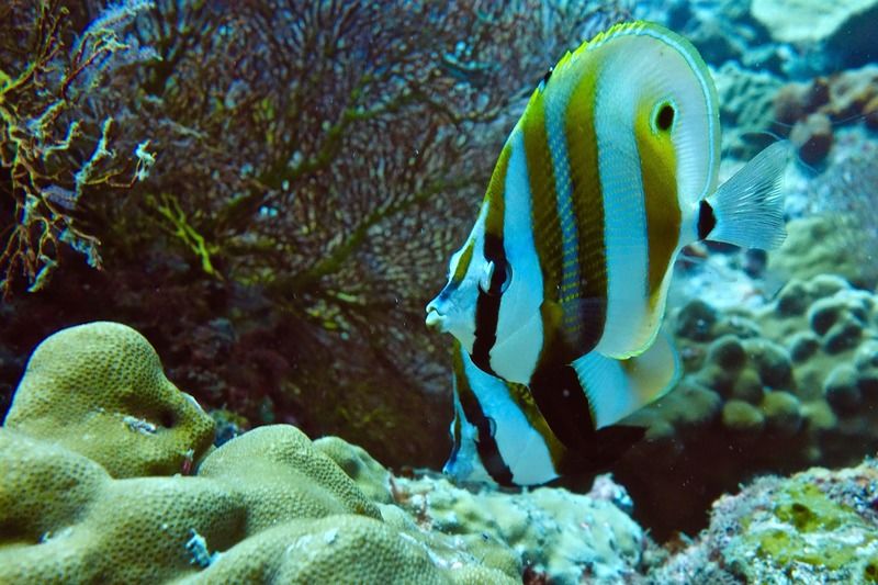 Perhentian Island Resort Ngoại thất bức ảnh
