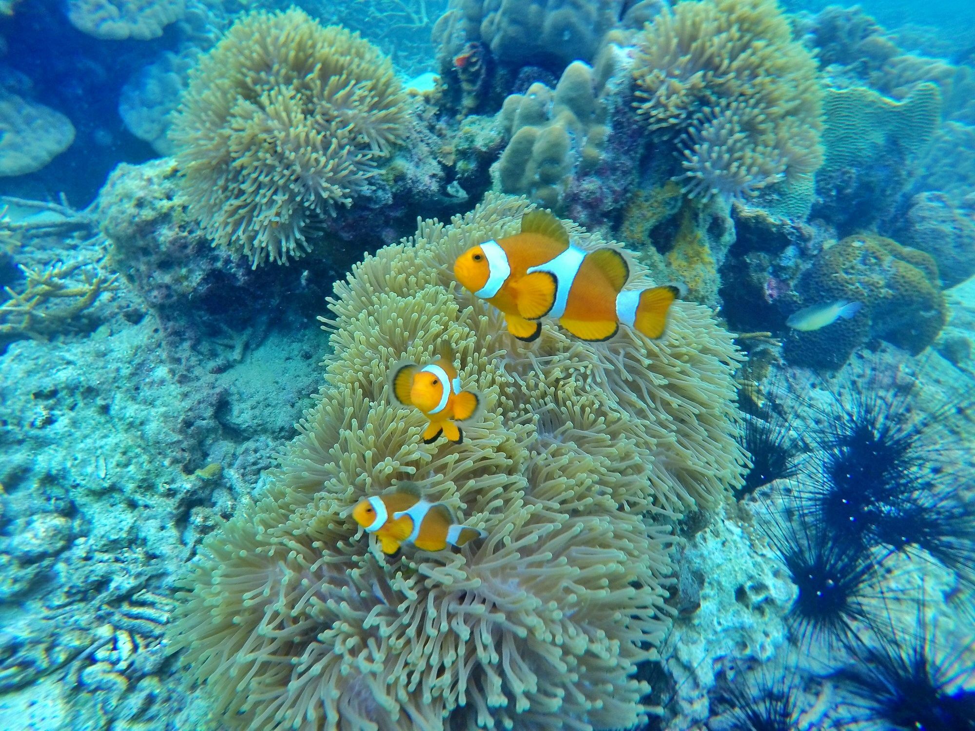 Perhentian Island Resort Ngoại thất bức ảnh